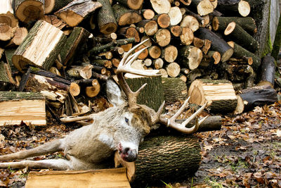 Logs in a forest