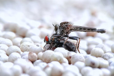 Close-up of fly