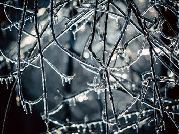 Close-up of raindrops on twig