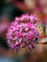 Close-up of flowers blooming outdoors