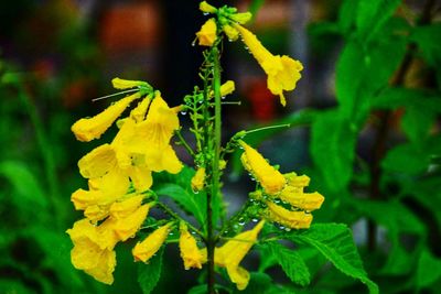 Close-up of yellow flowers blooming outdoors