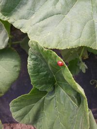 Close-up of ladybug on leaf
