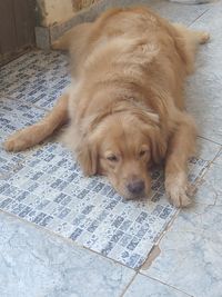 High angle view of dog