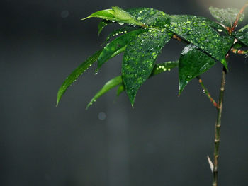 Close-up of wet plant leaves during rainy season