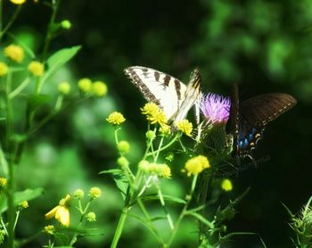 Close-up of butterfly on flower