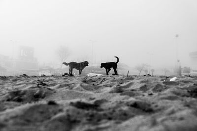 Horses on a field