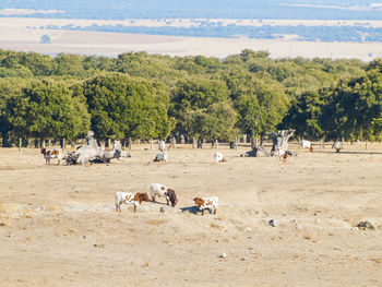 Horses on landscape against sky