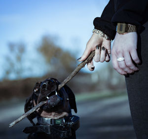 Close-up of hand holding dog