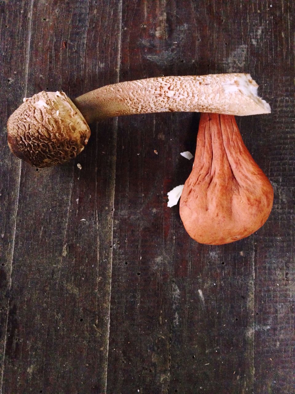 CLOSE-UP OF MUSHROOM ON TABLE