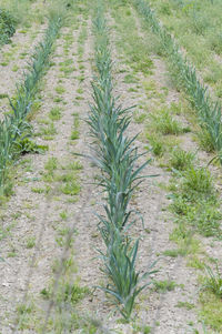 High angle view of plants growing in field