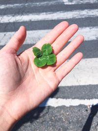 Close-up of human hand holding leaves on road during sunny day