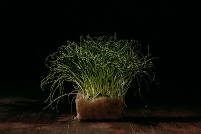 Close-up of food on table against black background