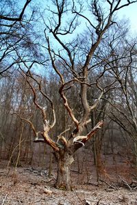 Bare trees against sky