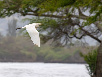 Bird flying over a tree