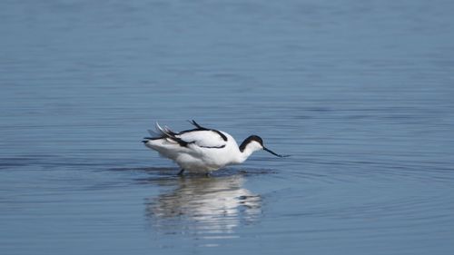 Duck swimming in lake