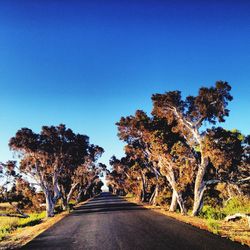 Empty road along trees