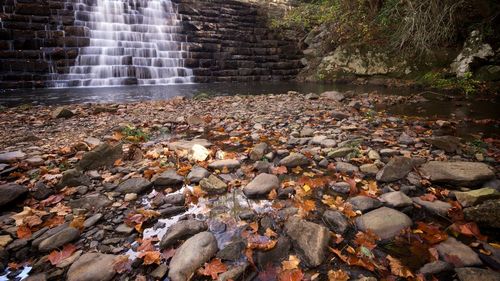 Scenic view of waterfall in forest