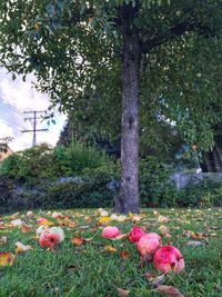 Flowers growing on tree