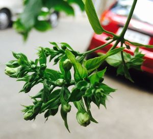 Close-up of potted plant on table