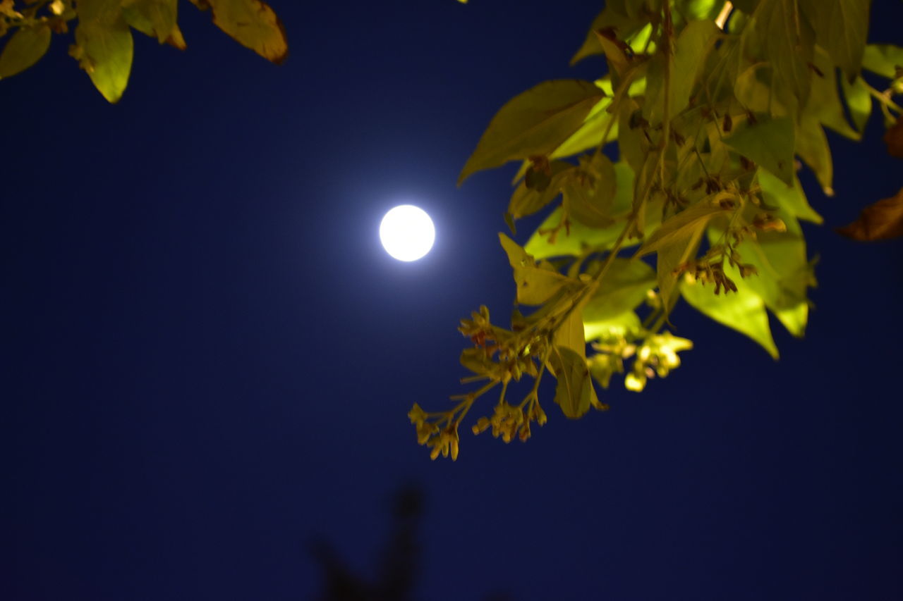 moon, night, full moon, yellow, tree, plant, astronomical object, sky, nature, leaf, branch, plant part, beauty in nature, moonlight, no people, space, astronomy, light, outdoors, low angle view, blue, growth, tranquility, illuminated, star, clear sky, scenics - nature, flower