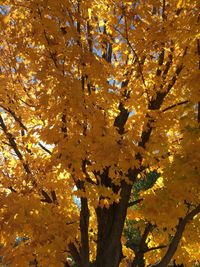 Low angle view of tree