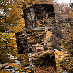 Close-up of tree trunk in forest during autumn