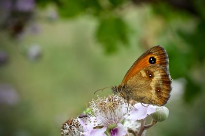 Close-up of butterfly pollinating on flower