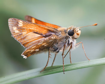 Close-up of butterfly