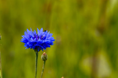 Close-up of blue flower blooming outdoors