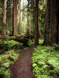 Trees in forest