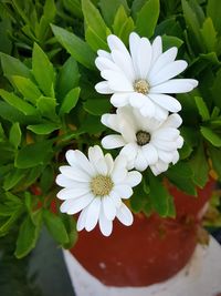 Close-up of white flowers blooming outdoors