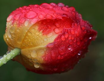 Close-up of water drops on flower