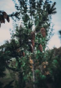 Low angle view of plants against sky