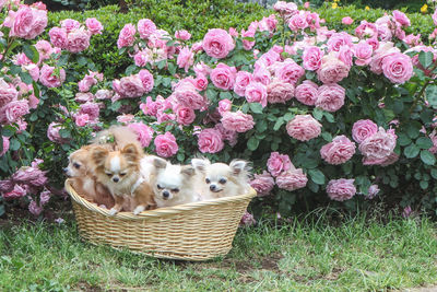 View of dog in basket