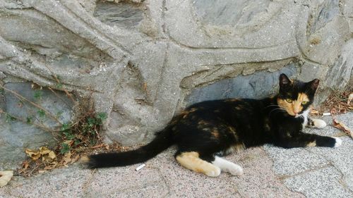 Cat relaxing outdoors