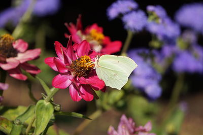Close-up of butterfly pollinating on pink flower