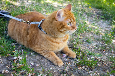 Close-up of cat on field