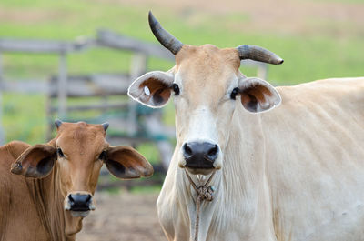 Portrait of cow standing on field