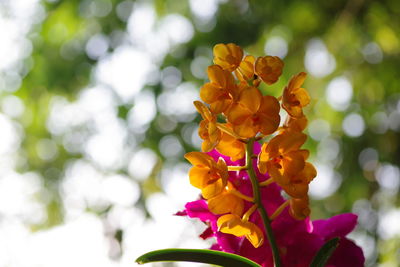 Close-up of yellow flowering plant