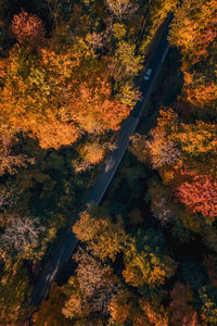 High angle view of road amidst trees during autumn