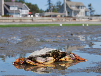 Close-up of dead crab on sand at beach