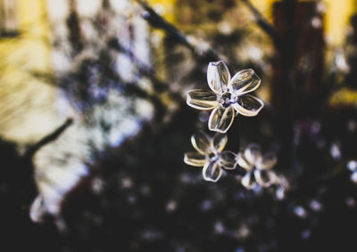 Close-up of spider on web