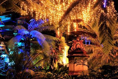 Illuminated christmas tree at night