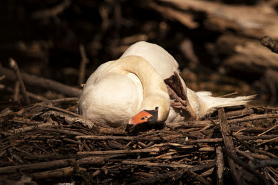 Close-up of birds in nest