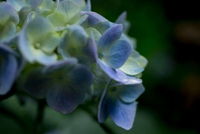 Close-up of purple flowers blooming outdoors