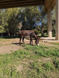 View of horse grazing on field