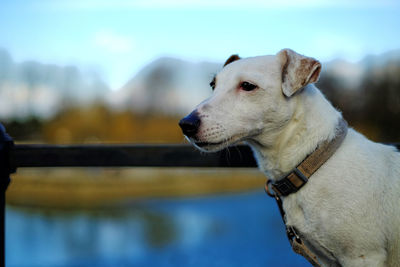 Close-up of dog against sky