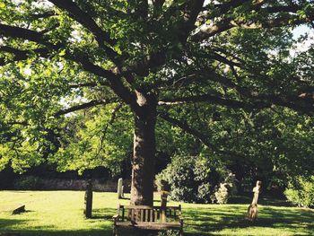 Trees in park