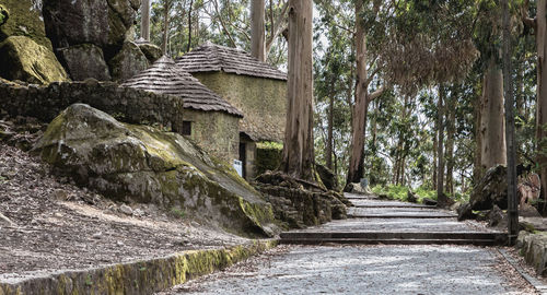 Footpath amidst trees in forest