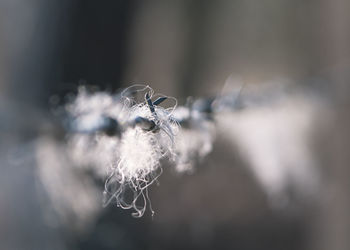 Close-up of spider web on plant during winter